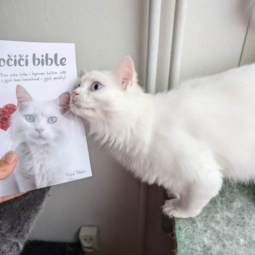 Fehér macska szaglássza a Macskabiblia könyvet