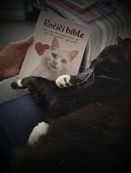 Olvasó a Macskabibliával, fekete-fehér macskával az ölében